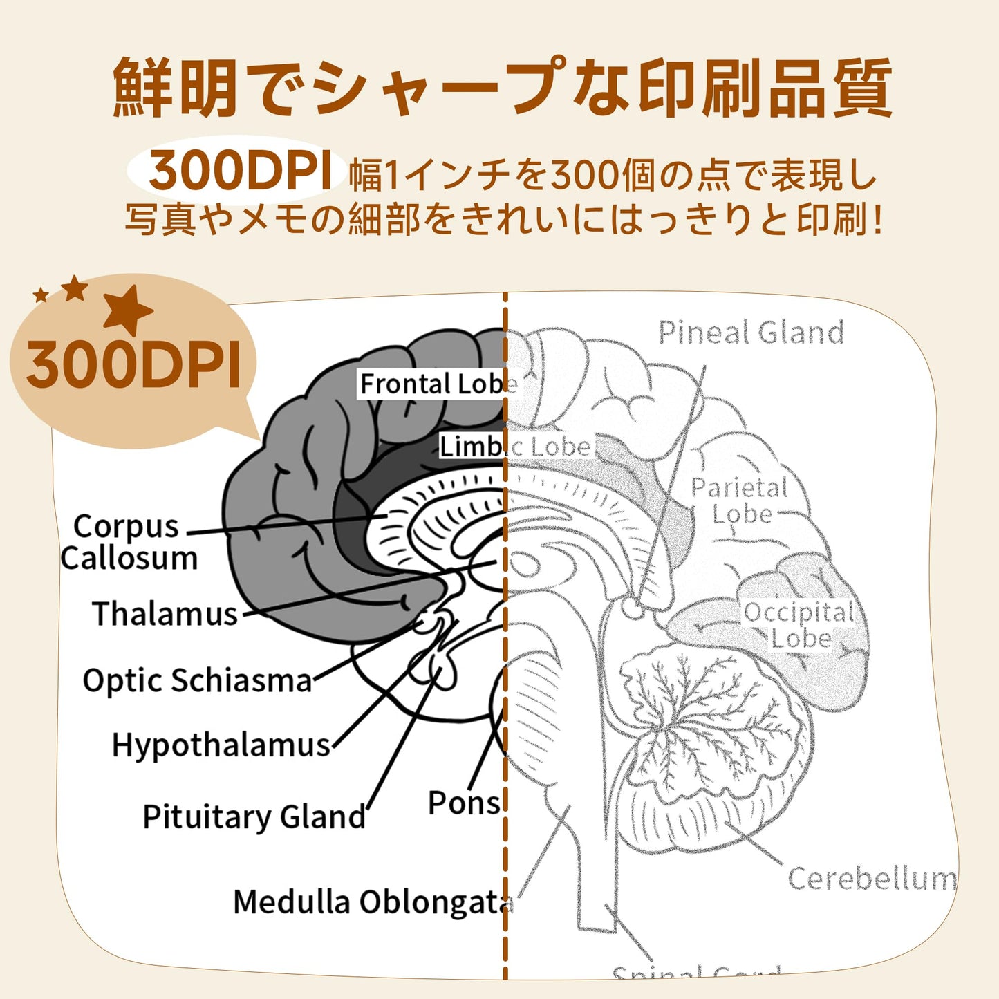 Phomemo ミニプリンター サーマルプリンター M02 Pro 300DPI スマホ対応 ポータブル式 モバイルプリンター ポータブル式 フォトプリンタ メモプリンター ステッカー プリンター ポケットプリンター 感熱プリンター 感熱 白黒 写真印刷 Bluetooth接続 勉強・手帳・メモ・ラベル 学生用 在宅勤務 自宅学習 多国言語対応APP 日本語取扱説明書 ブラック